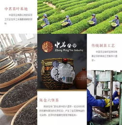 秋燥來襲，六堡茶潤燥大會青島新材料啟動